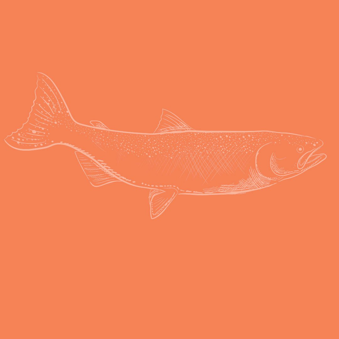 YUZU-SSA-mosaique-illustration-poisson